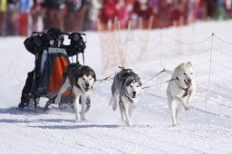 Lenk 2013